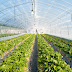 Belajar Budidaya Tanaman Dalam Green House | Plastik Uv
