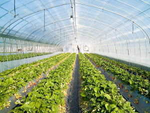 Tips Pertanian - Mencar Ilmu Budidaya Flora Dalam Green House | Plastik Uv