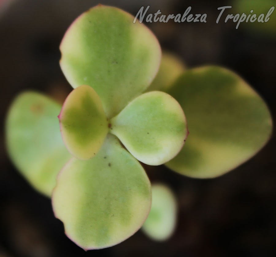 Vista de las hojas del Árbol de la Abundancia variegado, Portulacaria afra variegata