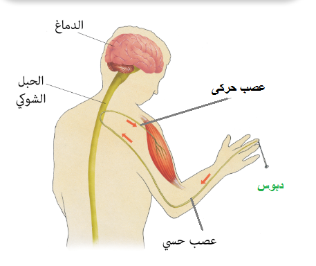 الفرق بين الحركة الإرادية واللاإرادية مدونة أحمد النادى لأحياء الثانوية العامة