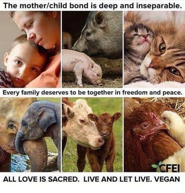 Love..Freedom..Peace = Vegan