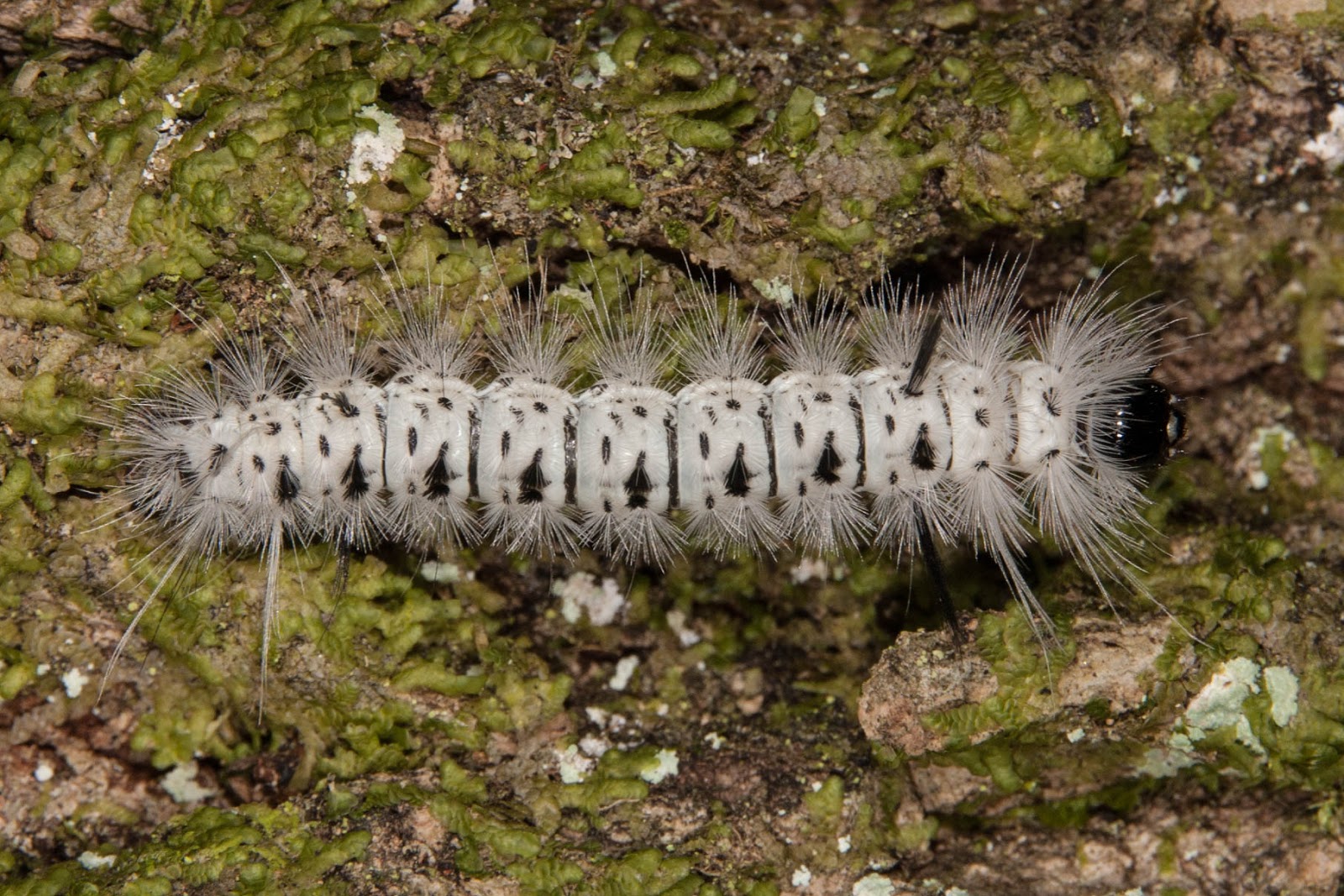 Champlain Islands' Nature Hickory Tussock Moth Caterpillar