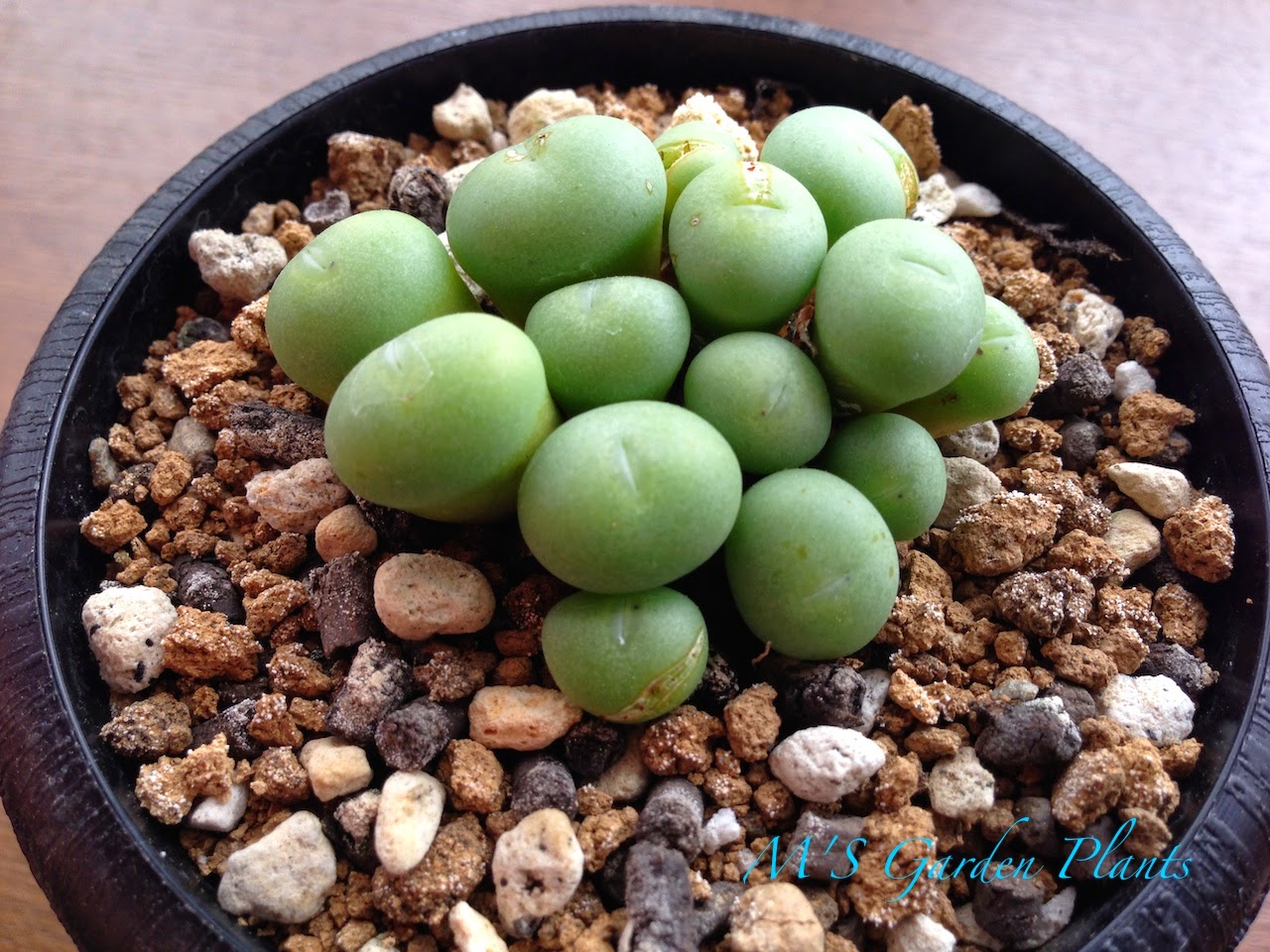 コノフィツム 大型pageae （群生株) コノフィツム 大型pageae ポット