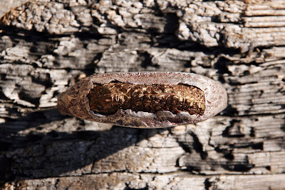 catalina range bracelet by alex streeter