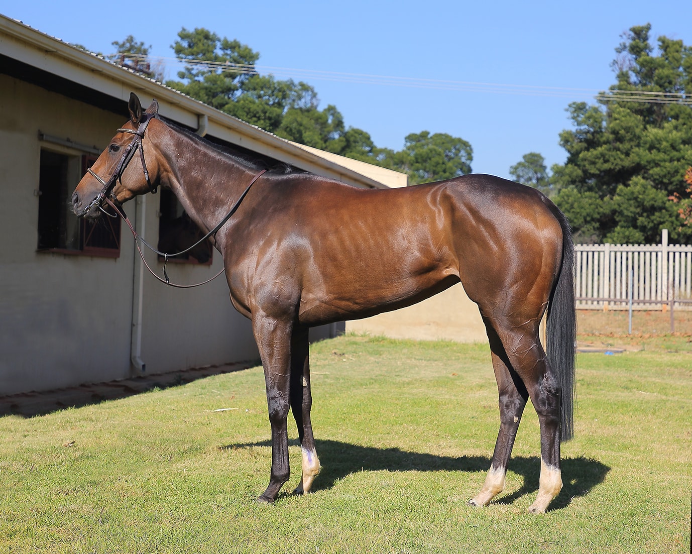 Secret Potion Secret Potion - Horse Profile - Breeder: Dr I R Heyns - Sire: Elusive Fort - Dam: Lemon Drop Girl by Parade Leader (USA)