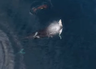 Φάλαινες «καταβροχθίζουν» καρχαρία ➖ Η απίστευτη άγρια ομορφιά της φύσης❗❗❗