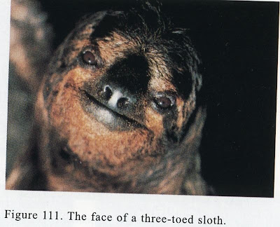 Truly Beats: Sloth Love*