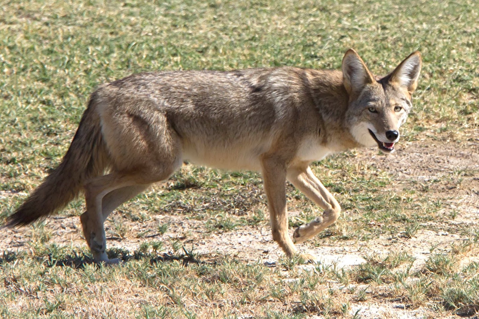 Maned wolf: description where it dwells, photo 20 Maned wolf: description where it dwells, photo 75