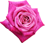 Flower_24.png