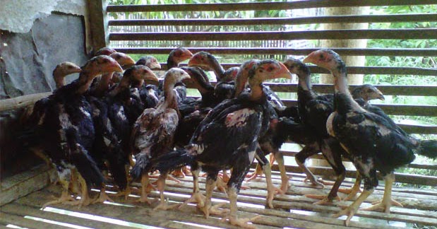 Cara Memilih Bibit Ayam Bangkok yang Bagus - Ayam Laga ...