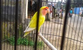 kaki lovebird bengkak dan luka kaki lovebird luka, kaki lovebird bengkak