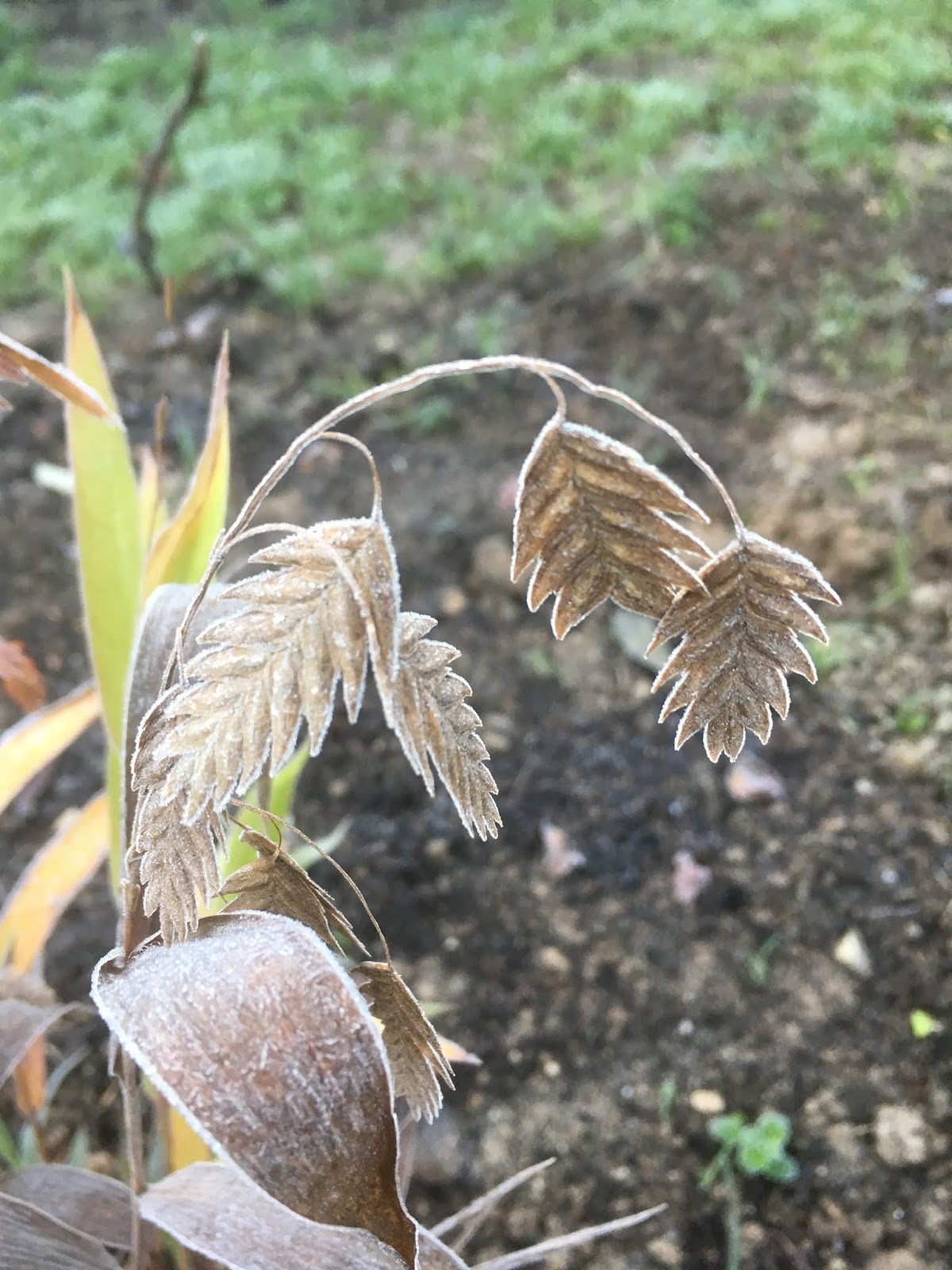 Agapanthes Et Camphrier L Automne Sous Son Manteau D Hiver Ou L