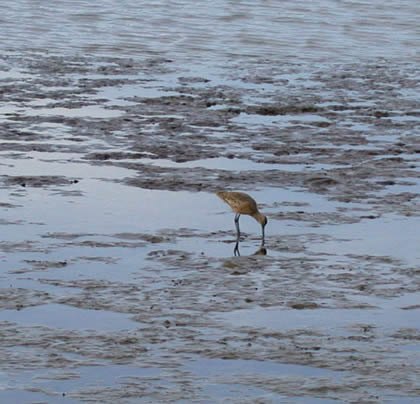 mudflats