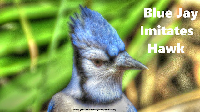Blue Jay Imitates Hawk Call 