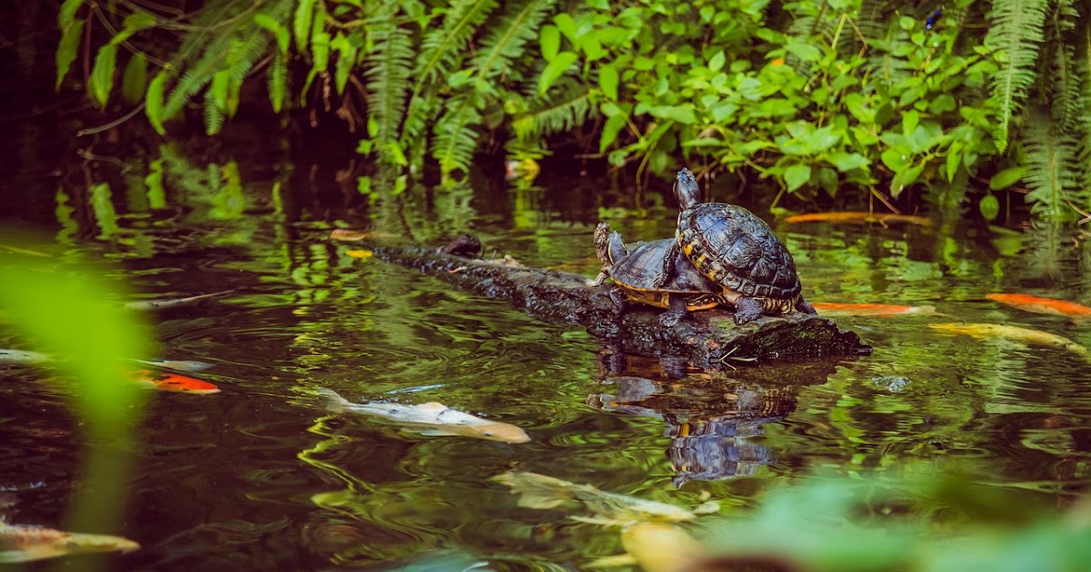 clairesgarden 5 Tips to Keep Your Garden Pond Clean, guest post by Katie Michaels