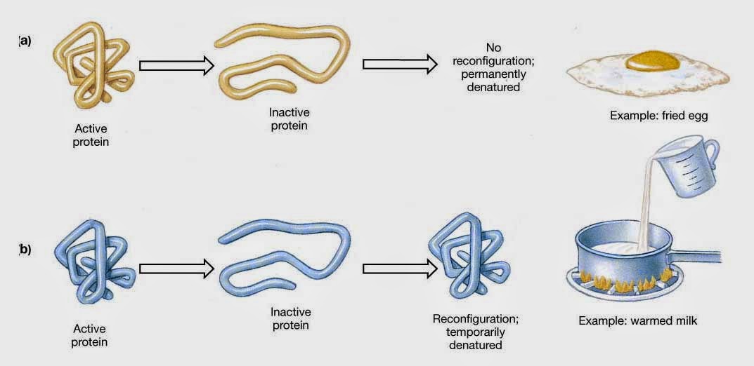 Ciencia en la cocina