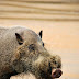 Bearded Pig Pictures