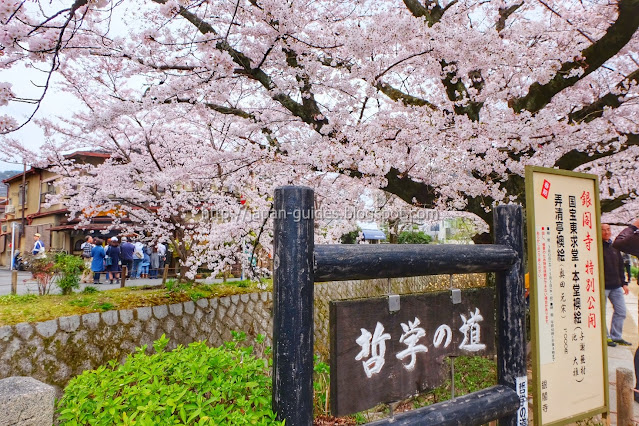 Philosopher's Path Kyoto Sakura
