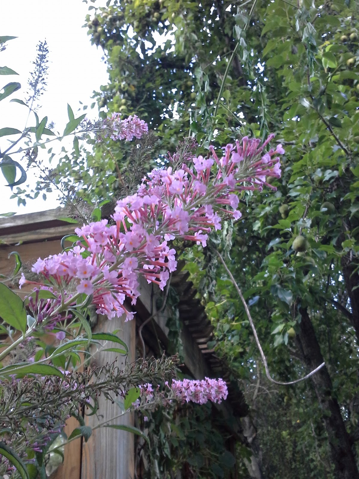 My Temple Of Nature Butterfly Bush Buddies