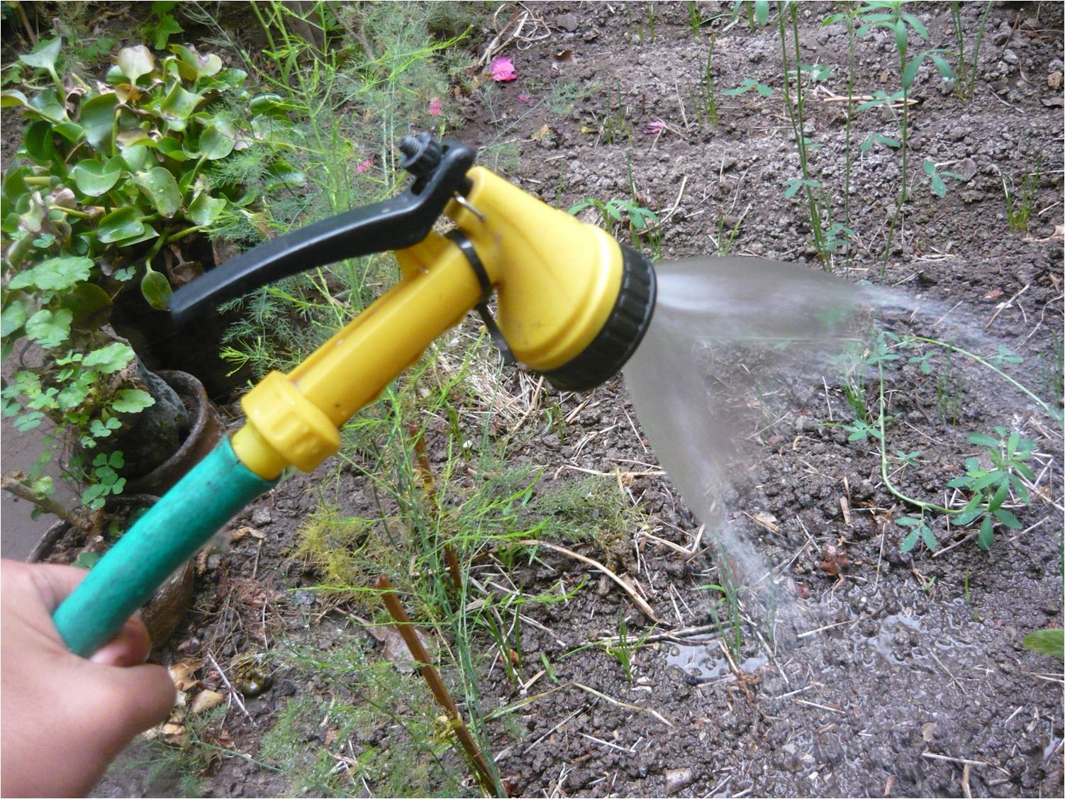 ALTERNATIVA ECOLÓGICA: ¿CON QUÉ RIEGO LAS PLANTAS EN EL BIOHUERTO?