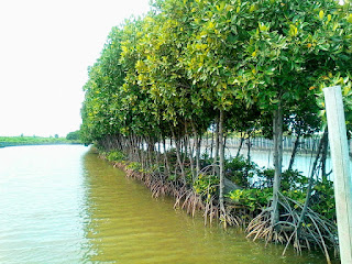 Gambar mangrove di pantai mangunharjo, mangkang, tugu, kota semarang