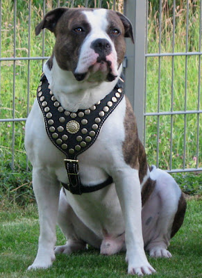 Bulldogs and Terriers were developed in the British Isles. Both breeds became increasingly popular around the start of the 16th century when hunting was a major form of entertainment.