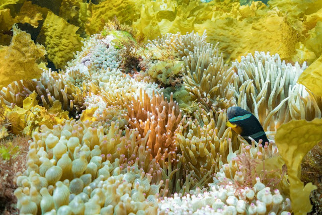 伊豆大島 水中写真 トウシキ タイドプール 高縄奈々 伊豆大島 水中写真 トウシキ タイドプール 高縄奈々