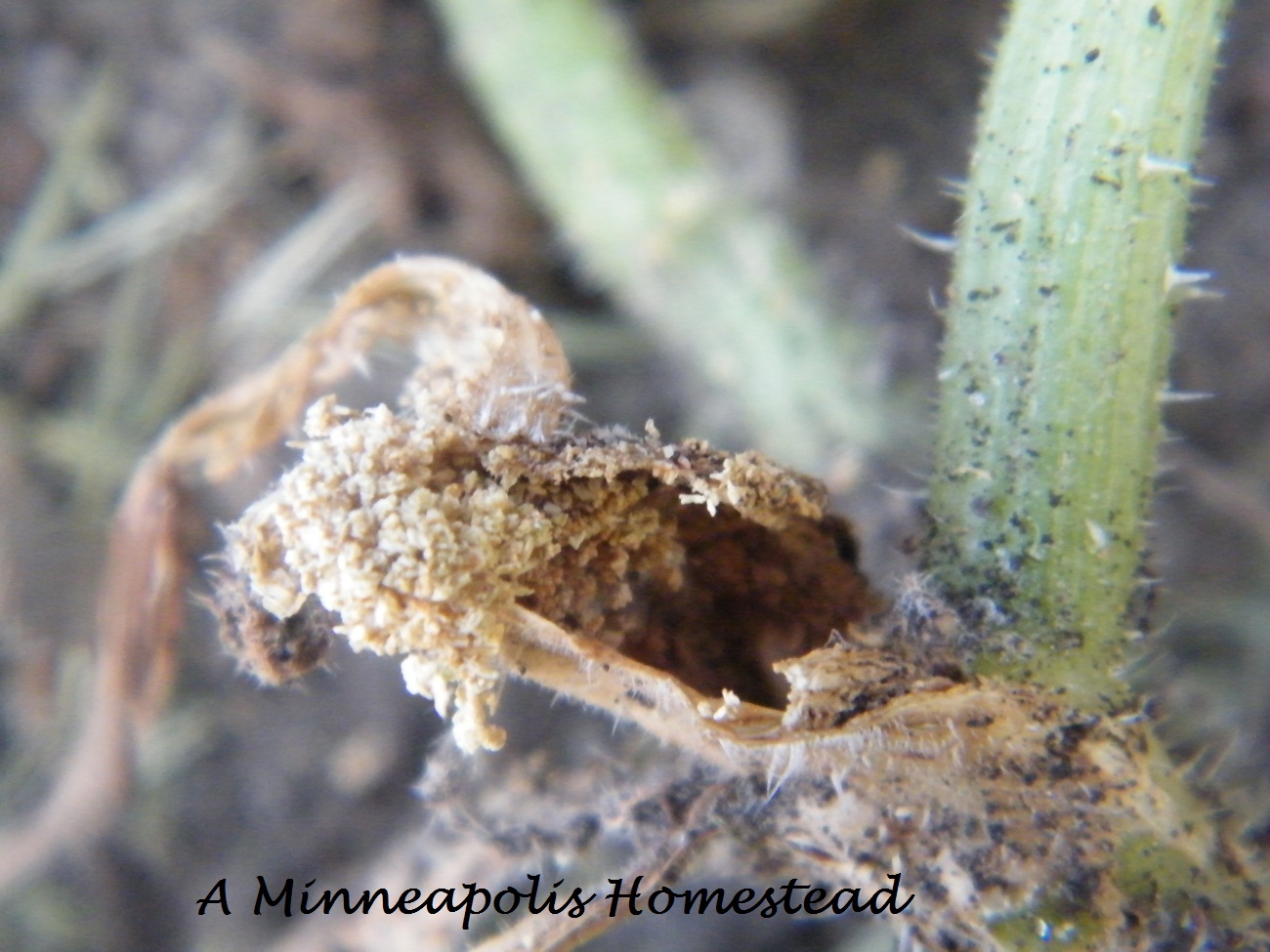Attack Of the Squash Borer! Minneapolis Homestead