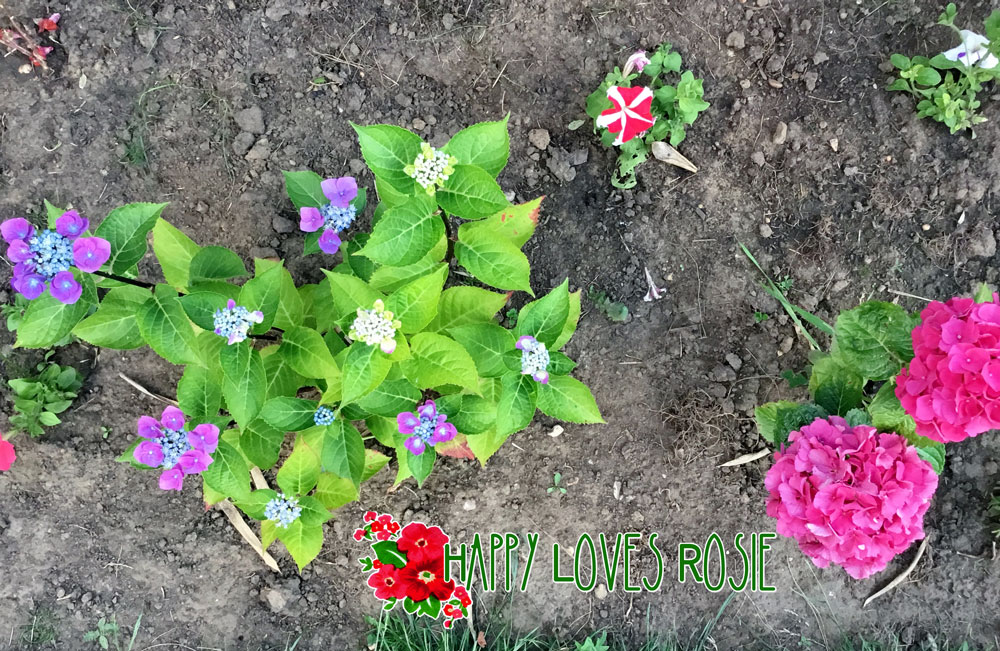 blue and pink hydrangeas in the same bed