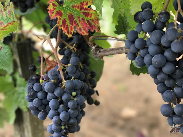 Francuskie zagłębie wina wpisane na listę UNESCO: Saint-Émilion koło Bordeaux - MOTO EURO TRIP 2017: Z UK NA GIBRALTAR - DZIEŃ 14