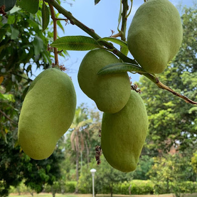 ¡No lo creerá! propiedades curativas y medicinales de las hojas de mango