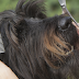 Save Money by Grooming Your Dog at Home thumbnail