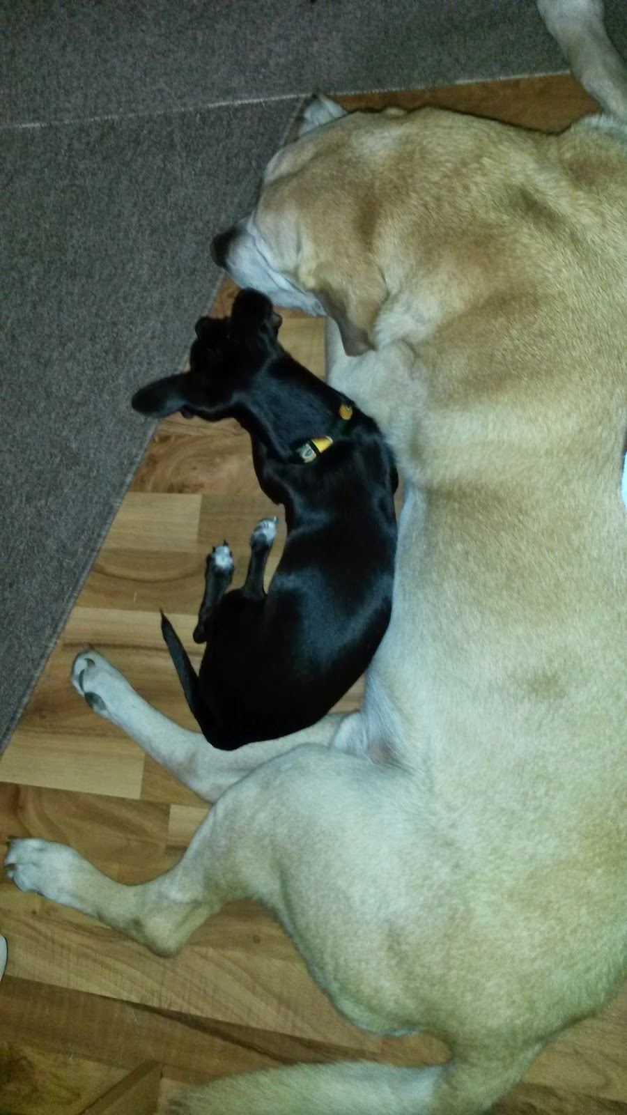 The Story of the Little Bugger The Little Bugger's little history