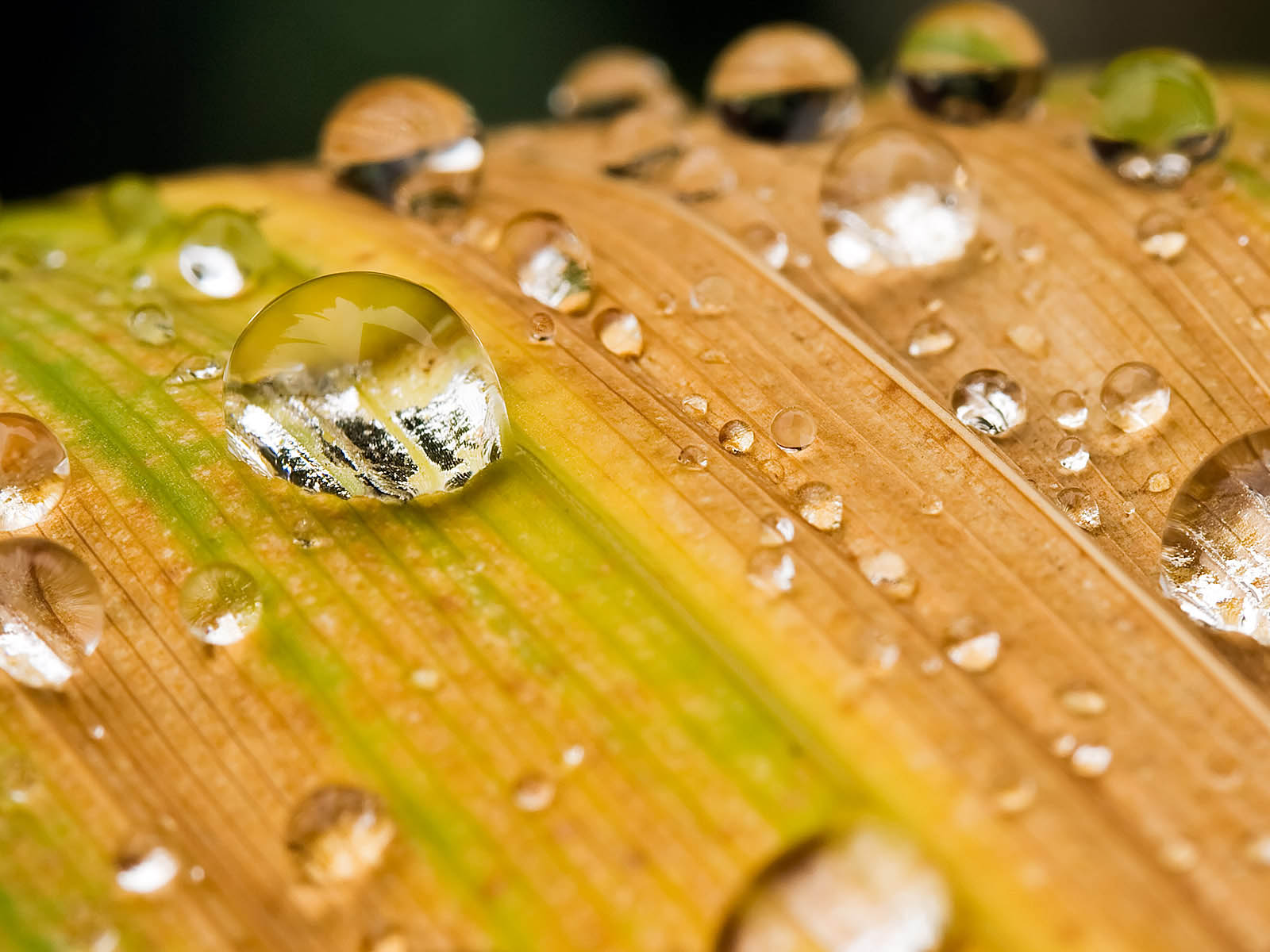 Xs wallpapers hd spring drops wallpapers