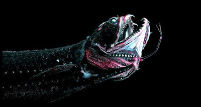 Ikan Black Dragon