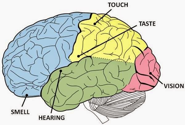 9 حقائق مذهلة عن الدماغ البشري