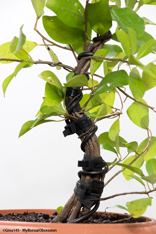 My Bonsai Obsession The Fusion Project