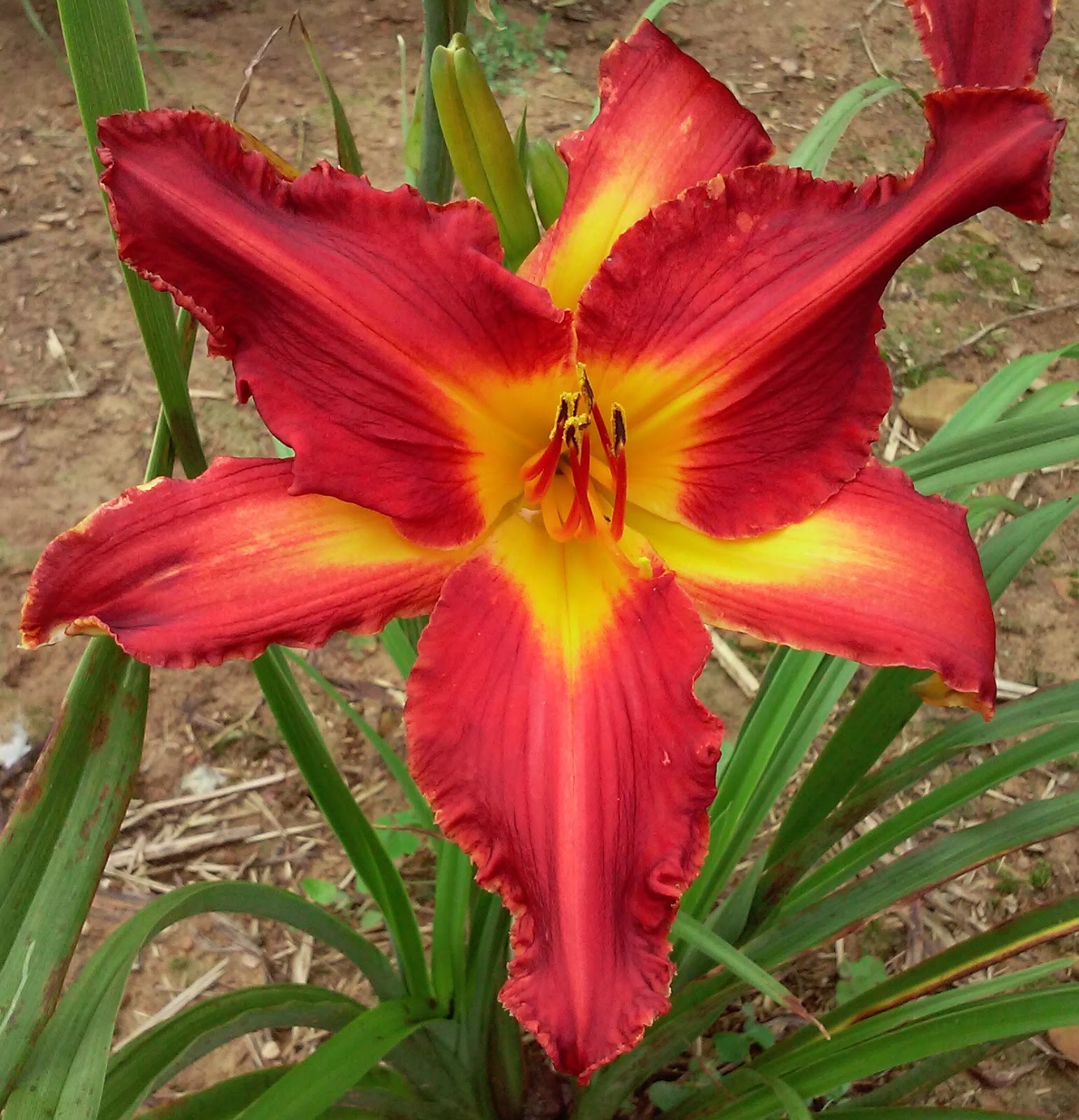 DAYLILY BREEDER BLOG Growing Daylilies Part 2 Uses of Daylily Colors