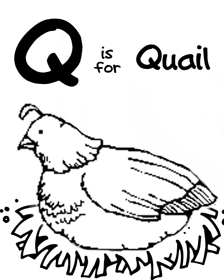 gamble quail coloring pages - photo #41