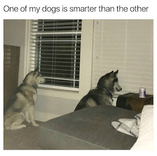 stupid dog not looking out of a window not a smart husky dog