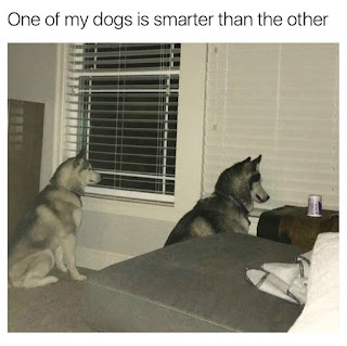 not a smart husky dog