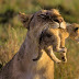Lion Animal Wallpapers HD