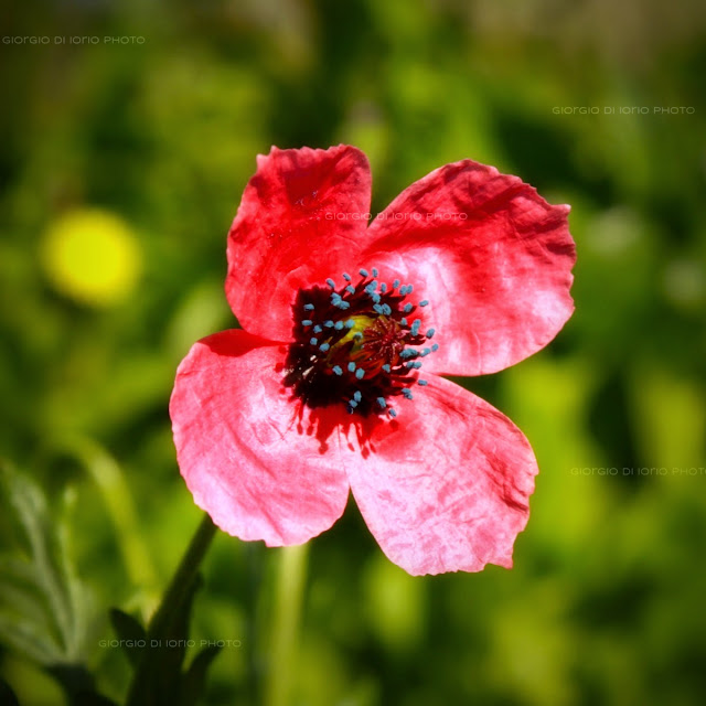 Papavero, Papaver rhoeas, Foto Ischia, Natura Ischia, Fiori Ischia, Gengis Khan papavero, 