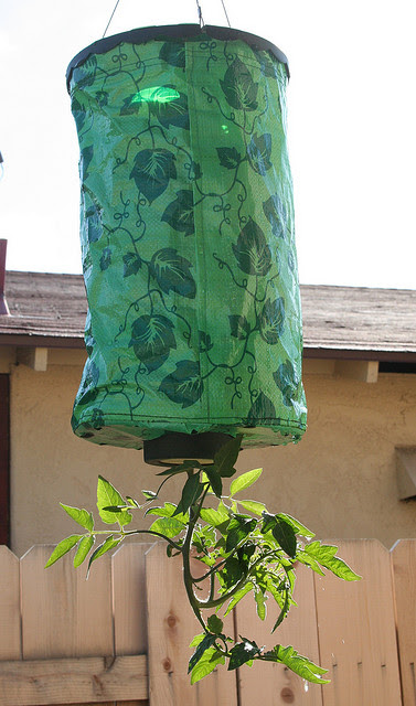 Invento para cultivar tomateras o pimientos en el techo Invento para cultivar tomateras o pimientos en el techo
