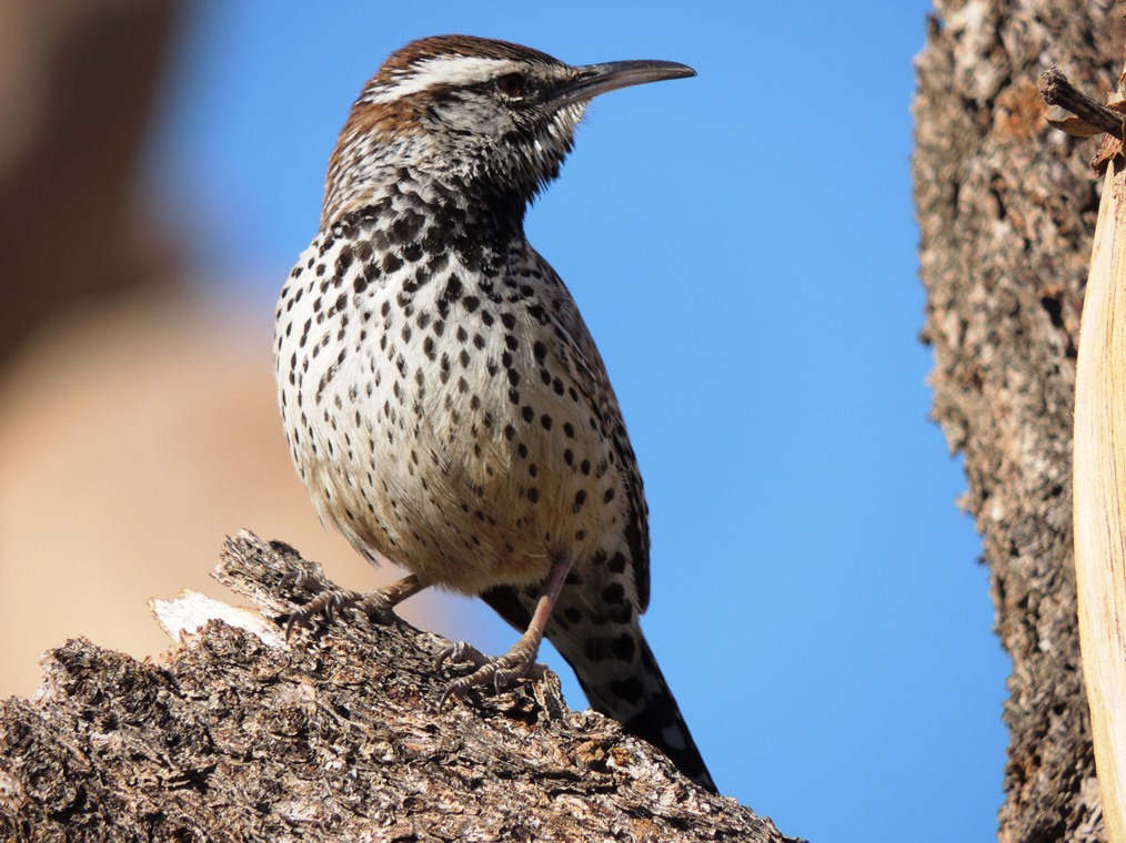 Ken Cross in Canada 2012 birds, nature & birds Joshua Tree National