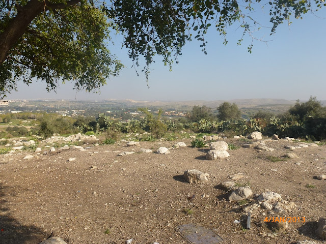 תל חדיד תל חדיד -יער במרכז