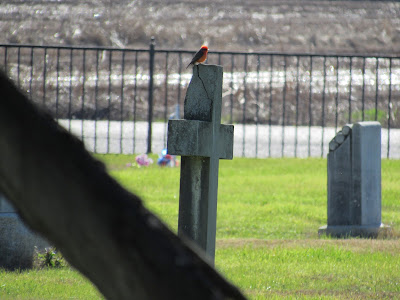 maxwell cemetery colusa county california