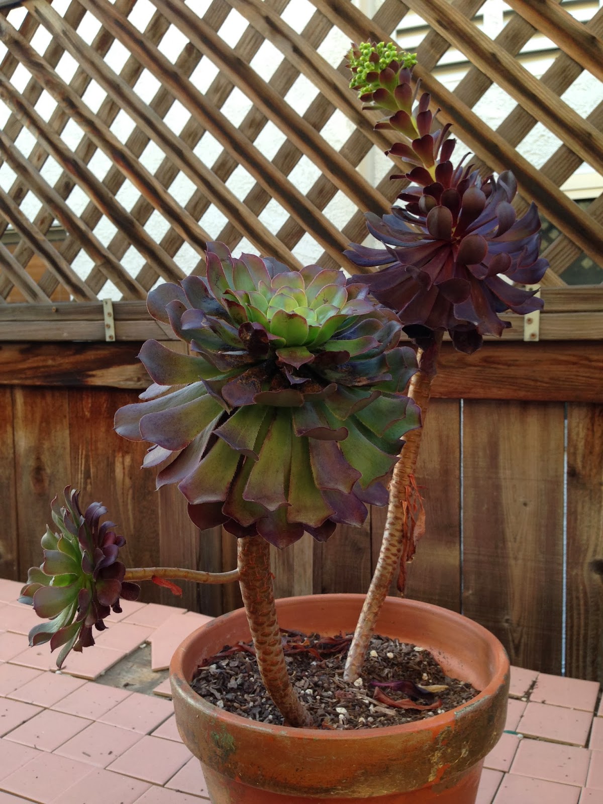 O Garden, My Garden! Blooming Succulents! (Part 2)