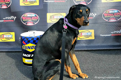 Doberman mix rescue dog in Victory Lane Thompson Speedway