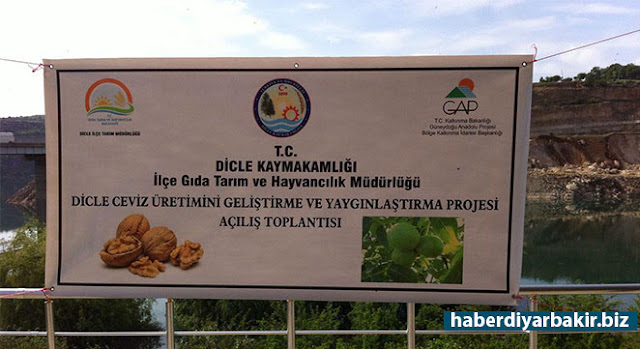 Diyarbakır Dicle'de çiftçilere ceviz fidanı dağıtıldı DİYARBAKIR-Gıda Tarım ve Hayvancılık Diyarbakır İl Müdürlüğü, Ceviz Yetiştiriciliğinin Geliştirilmesi Projesi kapsamında, Dicle ilçesindeki çiftçilere 284 dekar alana dikilebilecek ceviz fidanı dağıttı.